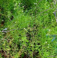 Attēlu rezultāti vaicājumam “Stellaria longifolia”
