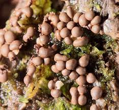 Attēlu rezultāti vaicājumam “Badhamia flavoglauca”