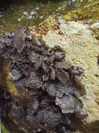 Attēlu rezultāti vaicājumam “Thelopsis rubella”