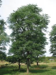 Attēlu rezultāti vaicājumam “Gymnocladus dioicus”