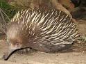 Echidna