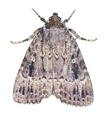 Attēlu rezultāti vaicājumam “Amphipyra perflua”