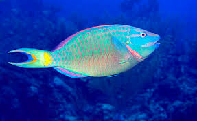 Image result for Sparisoma viride