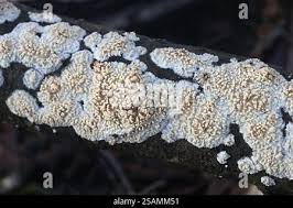 Attēlu rezultāti vaicājumam “Basidioradulum radula”