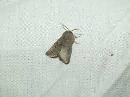 Attēlu rezultāti vaicājumam “Orthosia populeti”