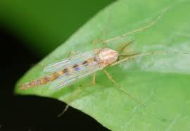 Attēlu rezultāti vaicājumam “Chironomidae imago”