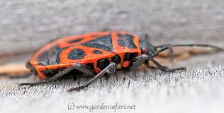 Attēlu rezultāti vaicājumam “Pyrrhocoris apterus”