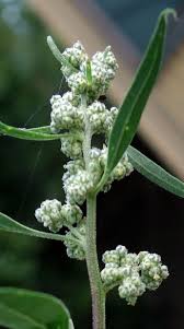 Image result for Chenopodium album