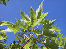 Attēlu rezultāti vaicājumam “Acer saccharinum”