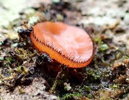 Attēlu rezultāti vaicājumam “Brefeldia maxima young”