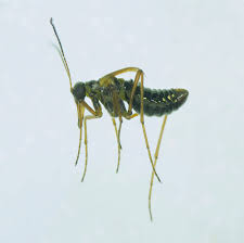 Attēlu rezultāti vaicājumam “Boreus”