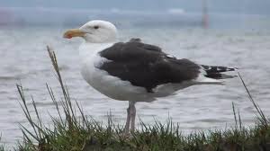Attēlu rezultāti vaicājumam “Larus marinus”