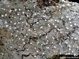 Attēlu rezultāti vaicājumam “Lecanactis abietina”