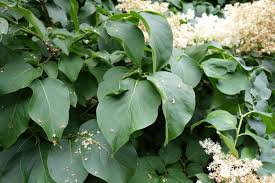 Attēlu rezultāti vaicājumam “Syringa reticulata subsp. amurensis”