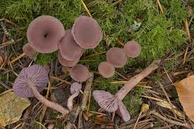Attēlu rezultāti vaicājumam “Laccaria amethystina”