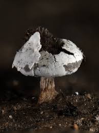 Attēlu rezultāti vaicājumam “Diderma hemisphaericum plasmodium”