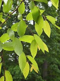 Attēlu rezultāti vaicājumam “Carpinus caroliniana”