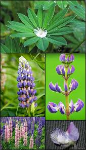 Attēlu rezultāti vaicājumam “Lupinus polyphyllus fruit”