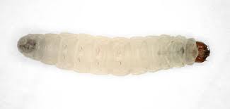 Attēlu rezultāti vaicājumam “Tischeria complanella larva”