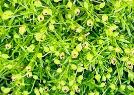 Attēlu rezultāti vaicājumam “Sagina procumbens fruit”