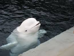 Image result for Delphinapterus leucas