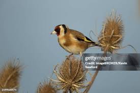 Attēlu rezultāti vaicājumam “Carduelis carduelis adult”