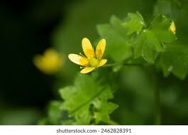 Attēlu rezultāti vaicājumam “Saxifraga cymbalaria flower”