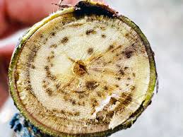 Attēlu rezultāti vaicājumam “Trichia ambigua stalked”