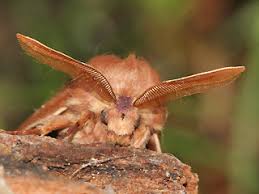 Attēlu rezultāti vaicājumam “Lasiocampa trifolii male”