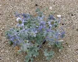 Attēlu rezultāti vaicājumam “Eryngium maritimum leaf”