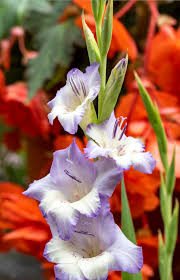 Attēlu rezultāti vaicājumam “Gladiolus imbricatus bud”