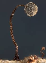 Attēlu rezultāti vaicājumam “Cribraria microcarpa”