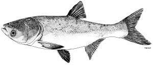 Image result for Hypophthalmichthys nobilis