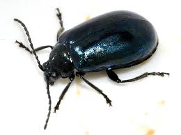 Attēlu rezultāti vaicājumam “Agelastica alni”