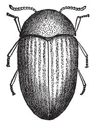 Attēlu rezultāti vaicājumam “Anobiidae”
