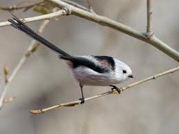 Attēlu rezultāti vaicājumam “Aegithalos caudatus adult”