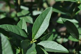 Attēlu rezultāti vaicājumam “Ligustrum vulgare”