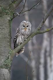 Attēlu rezultāti vaicājumam “Strix uralensis”