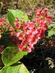Attēlu rezultāti vaicājumam “Reynoutria sachalinensis flower”