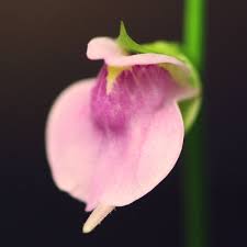 Image result for Utricularia