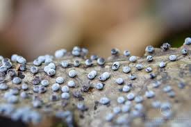 Attēlu rezultāti vaicājumam “Didymium minus macro”