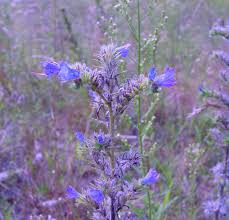 Attēlu rezultāti vaicājumam “Echium vulgare bud”