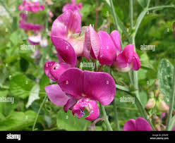 Attēlu rezultāti vaicājumam “Lathyrus latifolius bud”