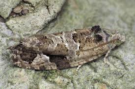 Attēlu rezultāti vaicājumam “Eudemis porphyrana”