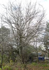 Attēlu rezultāti vaicājumam “Crataegus submollis flower”