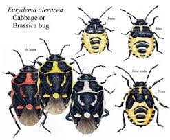 Attēlu rezultāti vaicājumam “Eurydema oleracea”