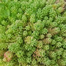 Attēlu rezultāti vaicājumam “Sedum sexangulare”