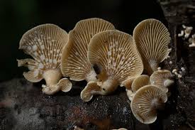 Attēlu rezultāti vaicājumam “Panellus stipticus”