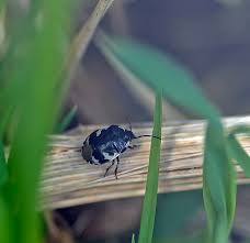 Attēlu rezultāti vaicājumam “Tritomegas bicolor nymph”