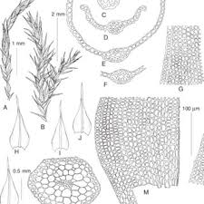 Attēlu rezultāti vaicājumam “Pleuridium subulatum sporophyte”